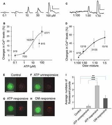 ATP and Odor Mixture Activate TRPM5-Expressing Microvillous Cells and Potentially Induce Acetylcholine Release to Enhance Supporting Cell Endocytosis in Mouse Main Olfactory Epithelium